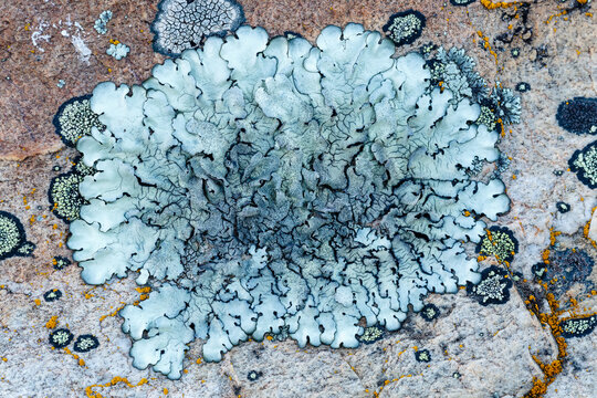 Crustacean lichen of bluish gray color and others of smaller size on rock surface.