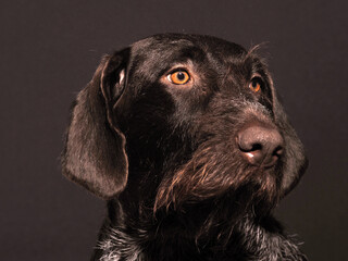 Portrait of a German hunting dog, brown hard-haired. High
