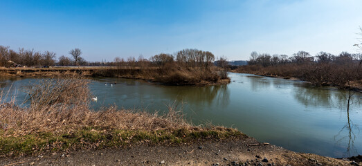 Odra river meander with swans near Polanka nad Odrou village in Czech republic