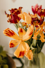 A bouquet of fade red and yellow tulips after the holiday, old age, wilting, fade flowers