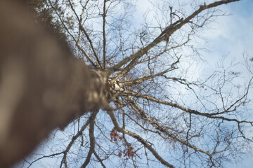 Birch Tree in Winter. Grow, Stand tall Background photo