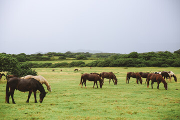 Naklejka na ściany i meble Horses in Gunstock Ranch, Oahu island Hawaii | Nature Landscape Travel