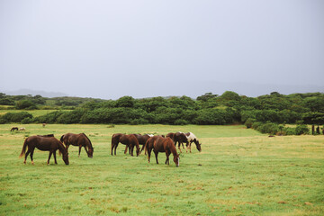 Obraz premium Horses in Gunstock Ranch, Oahu island Hawaii | Nature Landscape Travel