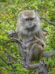 Closeup view of long-tailed macaque or macaca fascicularis on a tree on the slopes of Kelimutu volcano, Flores island, Indonesia