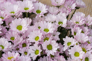 Fototapeta premium Colorful flowers cineraria blooming outdoors in spring，Pericallis hybrida