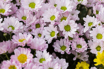 Colorful flowers cineraria blooming outdoors in spring，Pericallis hybrida