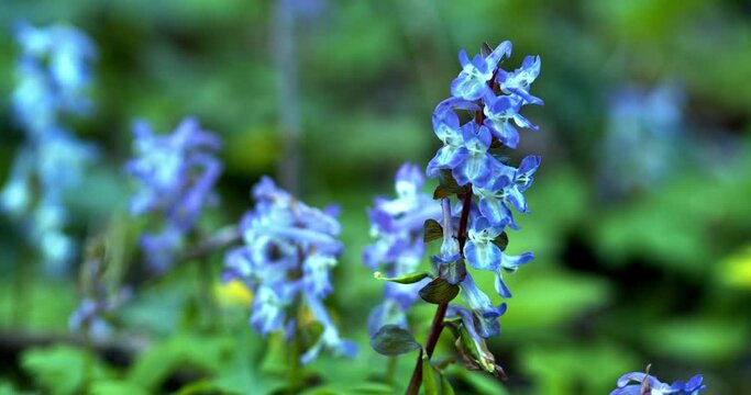 The flower of the Corydalis solida, the fumewort