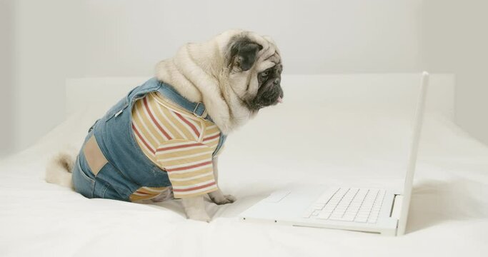 Cute pug dog dressed denim with laptop, notebook. Watching content with attention, interest and excite. React to content with expression. Work, learn, watch media online. Funny dog laptop concept. 