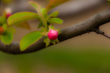 Beautiful pink flower bud with green leaves on a branch with soft angelic effect, blurred background.