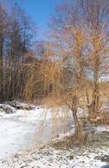 Snow-covered lake in the winter forest and curly pussy willow on the shore
