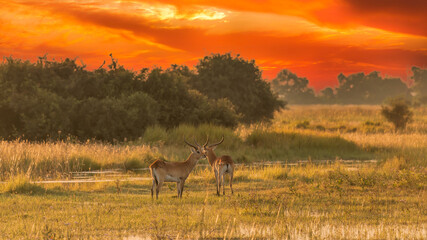 running antelope Waterbuck (Kobus ellipsiprymnus) in the african savannah namibia kruger park botswana masai mara