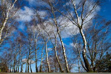 Birken Betula Bäume blauer Himmel Stämme Woken von unten Sauerland Äste Zweige Froschperspektive...