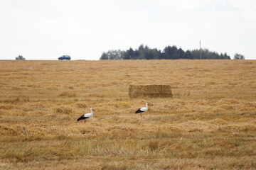 Fototapeta premium Two storks near dry pressed hay brick on Golden harvested wheat field at autumn day, West Russian natural rural landscape