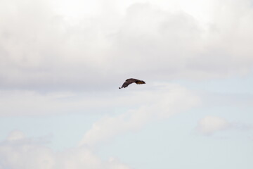 A flying hawk bird in a white cloudy sky