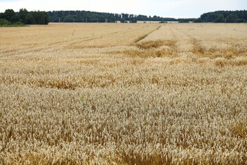 Golden yellow dry ripe wheat field with ears at autumn day, Russian agricultural background texture