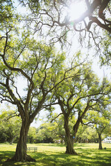 Tree at Kapiolani Regional Park Honolulu Oahu Hawaii.
