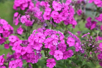 Beautiful blooming pink flowers close up on blurred green grass background at summer day