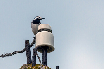 White Wagtail or Motacilla alba sitting on a pole