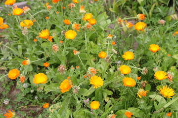 A many beautiful blooming yellow flowers in garden bed on green grass background at summer day