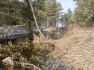 river in the forest in spring