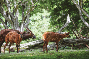 Honolulu Zoo Oahu Hawaii
