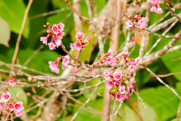 Cherry blossoms are blooming, showing off its pollen.