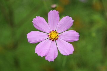 Obraz premium Beautiful blooming pink flower with yellow center close up on blurred green grass background at summer day