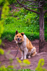 dog on a chain, the dog next to the booth, the dog in the yard