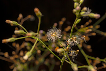 The seed of the grass ready for growth.