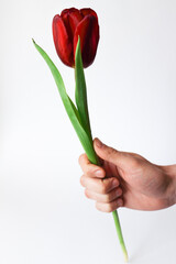 red tulip in a man's hand on a white background