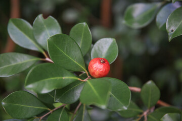 
Strawberry Guava in Hoomaluhia Botanical Garden, Koolau Range ,Oahu Hawaii wild fruit