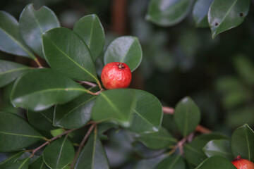 
Strawberry Guava in Hoomaluhia Botanical Garden, Koolau Range ,Oahu Hawaii wild fruit