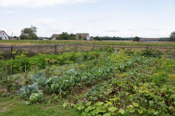 European countryside garden bed  with cabbages, beets and dill on old wooden fence and village houses background at summer day, a Russian rural vegetable garden greenery plantation