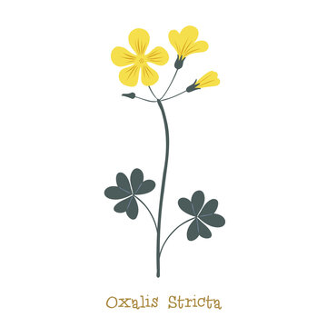 Yellow Woodsorrel. Wild meadow flower clipart isolated on white background. Decorative botanical flat vector illustration.