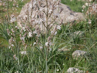 Fragrant white asphodel flowers on a background of stones in a meadow on a sunny spring day. The flower of oblivion in natural conditions under the open sky