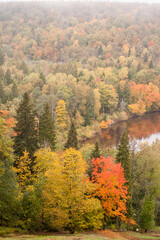 Obraz premium autumn in the forest with river Gauja