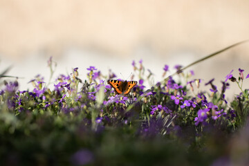 Serene Beauty of Nature. Colorful Butterfly on Purple Flowers - obrazy, fototapety, plakaty