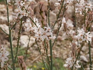 Fragrant white asphodel flowers on a background of stones in a meadow on a sunny spring day. The flower of oblivion in natural conditions under the open sky