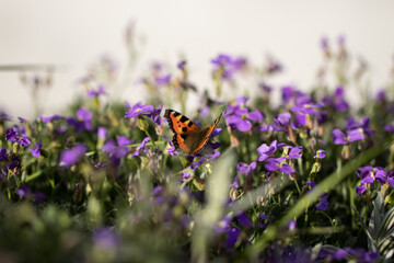 Beauty of Nature. Colorful Butterfly on Purple Flowers - obrazy, fototapety, plakaty