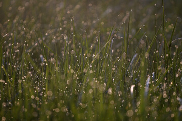 grass with dew drops