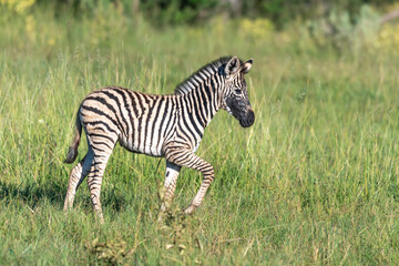Fototapeta premium Zebra in the grass nature habitat, National Park of Kenya. Wildlife scene from nature, Africa
