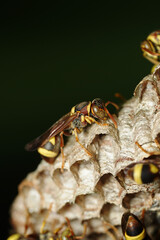 Macro shot of ropalidia or paper wasp from side view