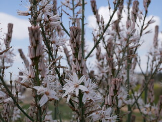 Fragrant white asphodel flowers on a background of green grass in a meadow on a sunny spring day. The flower of oblivion in natural conditions under the open sky