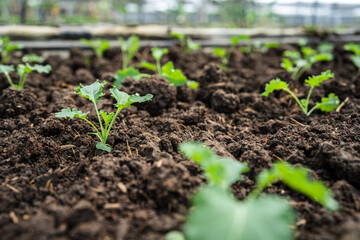 plant