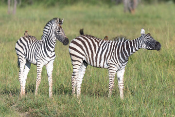 Fototapeta na wymiar Zebra in the grass nature habitat, National Park of Kenya. Wildlife scene from nature, Africa