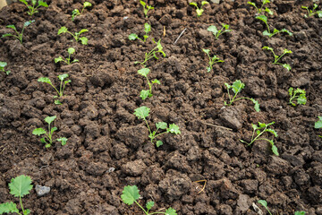 Organic green vegetable planting farm