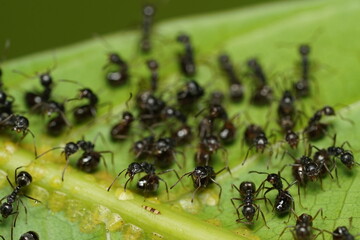 The black garden ant, also known as the common black ant, is a formicine ant, the type species of the subgenus Lasius