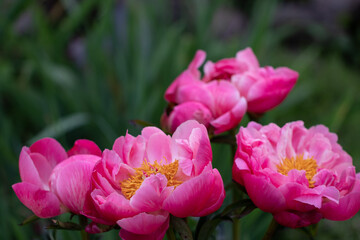 Wild Mudan Pink Peonies. Beautiful Flowers