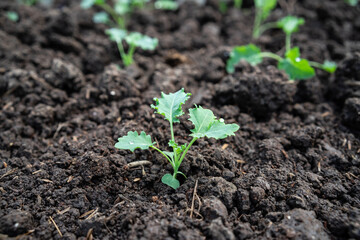 Organic green vegetable planting farm