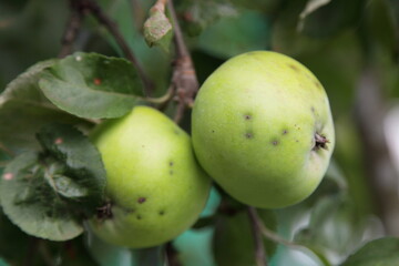 Two natural ripe green Apples with green leaves on a apple tree branch close up at summer day, fresh home-made vegetables, farming healthy food in rural garden